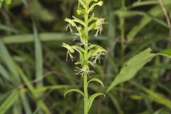 Ragged Fringed Orchid, Platanthera lacera