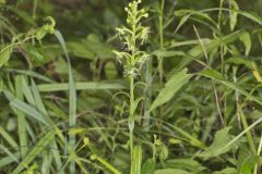 Ragged Fringed Orchid, Platanthera lacera