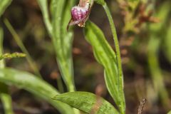 Rams head Lady's-Slipper, Cypripedium arietinum