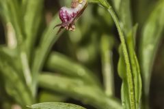 Rams head Lady's-Slipper, Cypripedium arietinum