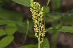 Rattlesnake Fern, Botrypus virginianus