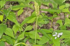 Rattlesnake Fern, Botrypus virginianus