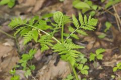 Rattlesnake Fern, Botrypus virginianus