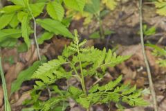 Rattlesnake Fern, Botrypus virginianus