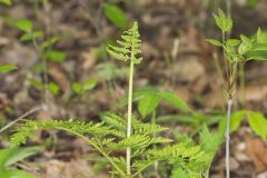 Rattlesnake Fern, Botrypus virginianus