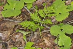 Rattlesnake Fern, Botrypus virginianus