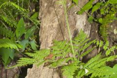 Rattlesnake Fern, Botrypus virginianus