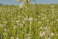 Rattlesnake Master, Eryngium Yuccifolium