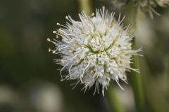 Rattlesnake Master, Eryngium Yuccifolium