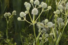 Rattlesnake Master, Eryngium Yuccifolium