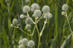 Rattlesnake Master, Eryngium Yuccifolium