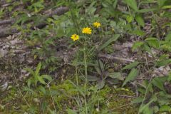 Rattlesnakeweed, Hieracium venosum