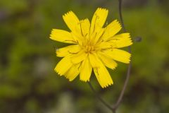 Rattlesnakeweed, Hieracium venosum