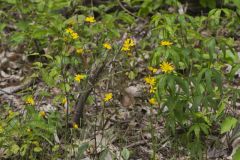 Rattlesnakeweed, Hieracium venosum