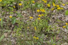 Rattlesnakeweed, Hieracium venosum