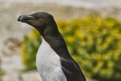 Razorbill, Alca torda