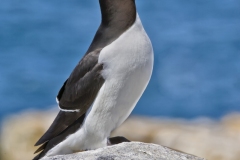 Razorbill, Alca torda