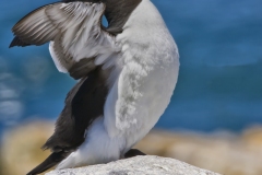 Razorbill, Alca torda