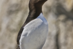 Razorbill, Alca torda