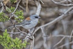 Red-backed Junco, Junco hyemalis