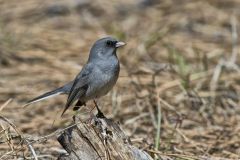 Red-backed Junco, Junco hyemalis