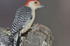 Red-bellied Woodpecker, Melanerpes carolinus