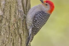 Red-bellied Woodpecker, Melanerpes carolinus