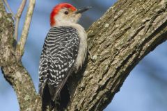 Red-bellied Woodpecker, Melanerpes carolinus