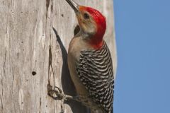 Red-bellied Woodpecker, Melanerpes carolinus