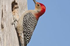 Red-bellied Woodpecker, Melanerpes carolinus