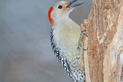 Red-bellied Woodpecker, Melanerpes carolinus