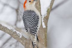 Red-bellied Woodpecker, Melanerpes carolinus