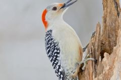 Red-bellied Woodpecker, Melanerpes carolinus