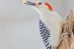 Red-bellied Woodpecker, Melanerpes carolinus