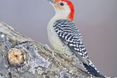 Red-bellied Woodpecker, Melanerpes carolinus