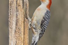 Red-bellied Woodpecker, Melanerpes carolinus