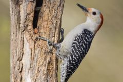 Red-bellied Woodpecker, Melanerpes carolinus