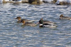 Red-breasted Merganser, Mergus serrator