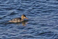 Red-breasted Merganser, Mergus serrator