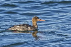 Red-breasted Merganser, Mergus serrator