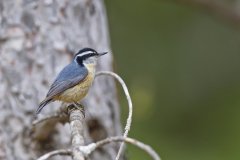 Red-breasted Nuthatch, Sitta canadensis