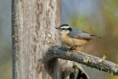 Red-breasted Nuthatch, Sitta canadensis