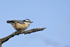 Red-breasted Nuthatch, Sitta canadensis