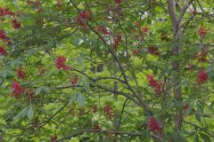 Red Buckeye, Aesculus pavia