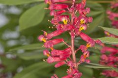 Red Buckeye, Aesculus pavia