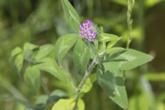 Red Clover, Trifolium pratense