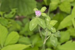 Red Clover, Trifolium pratense