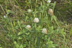 Red Clover, Trifolium pratense