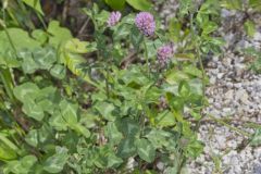 Red Clover, Trifolium pratense