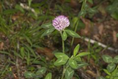 Red Clover, Trifolium pratense